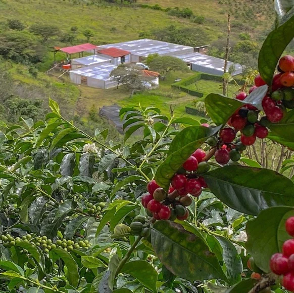 Hacienda - Image 13