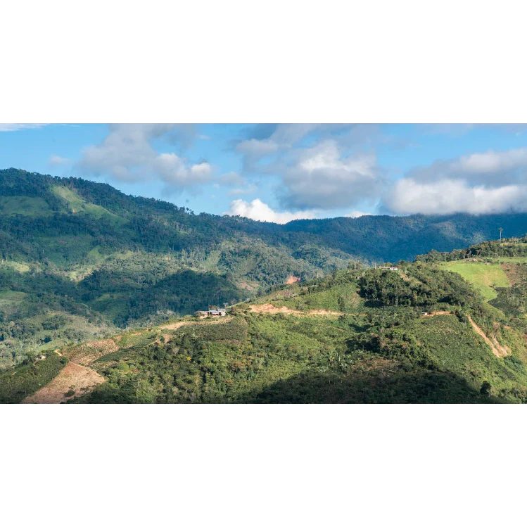 Organic Cajamarca Microlot - Image 6